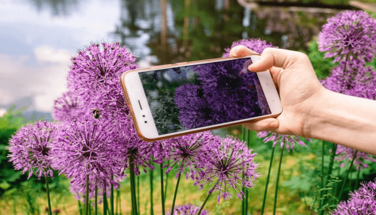 Aplicativos para identificar plantas